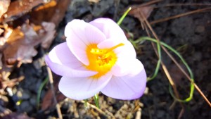 1st blossom in garden