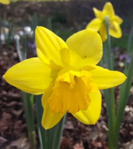 daffodil in tris garden web