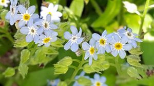 forget me nots