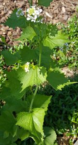 Garlic mustard, an edible brassica weed