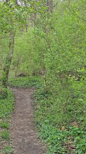 forest bathing