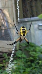 orb weaver